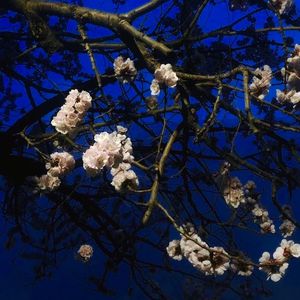 91蝌蚪91💃👅密月
