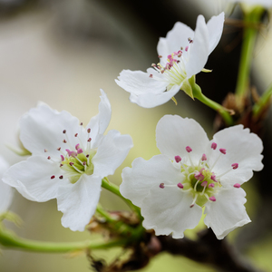 91蝌蚪91💃👅密月
